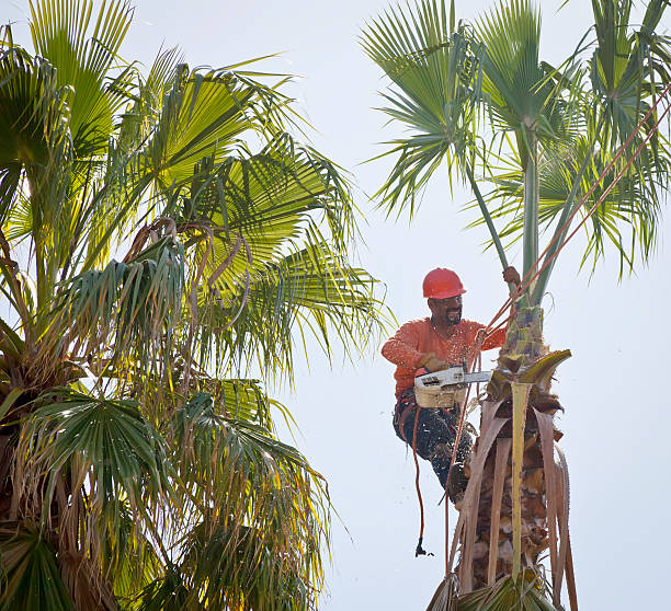 Wayne, IL Tree Services Company