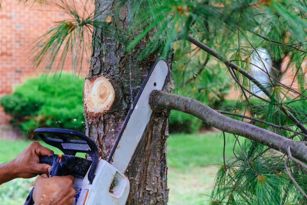 How Our Tree Care Process Works  in  Wayne, IL